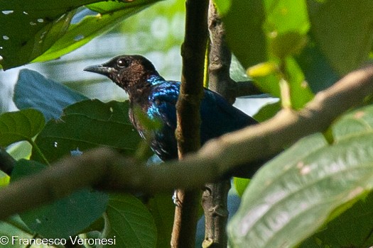 Purple-headed Starling - ML467441651