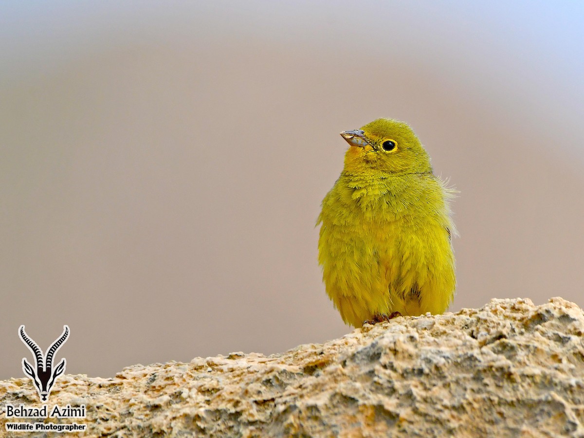 Cinereous Bunting - ML467442811