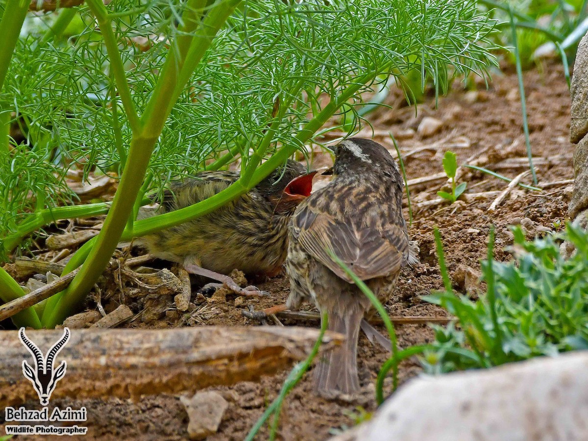 Radde's Accentor (Radde's) - ML467442911