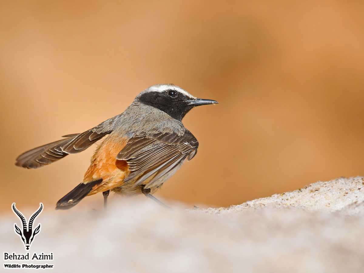 Kurdish/Persian Wheatear (Red-tailed Wheatear) - ML467442921