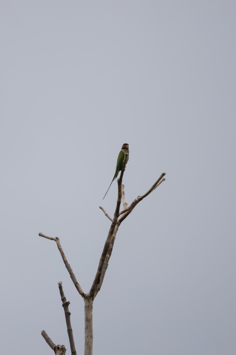 Long-tailed Parakeet - ML467448921