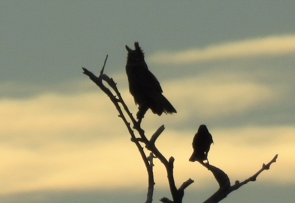 Great Horned Owl - ML467450021