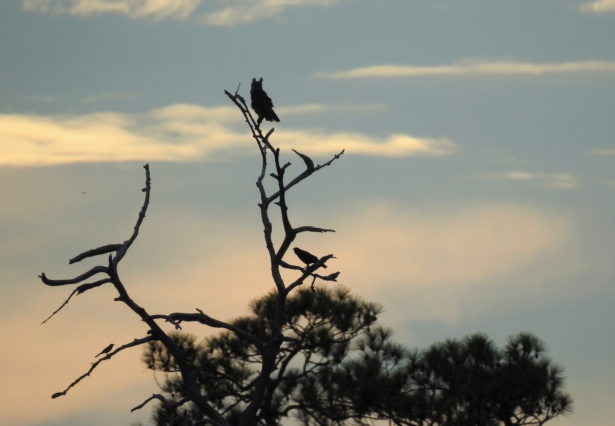 Great Horned Owl - ML467450041