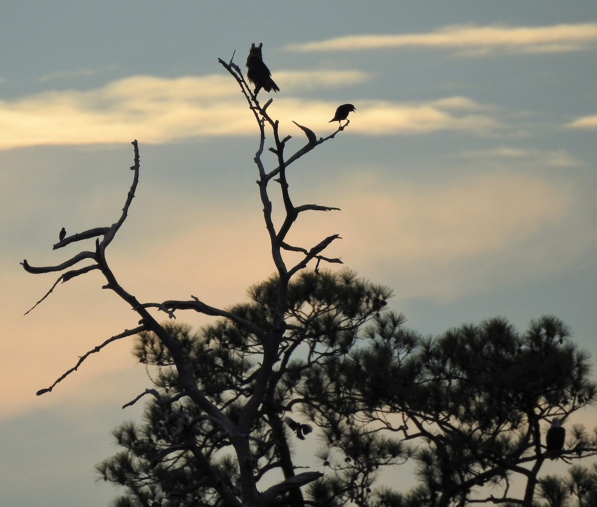 Great Horned Owl - ML467450071