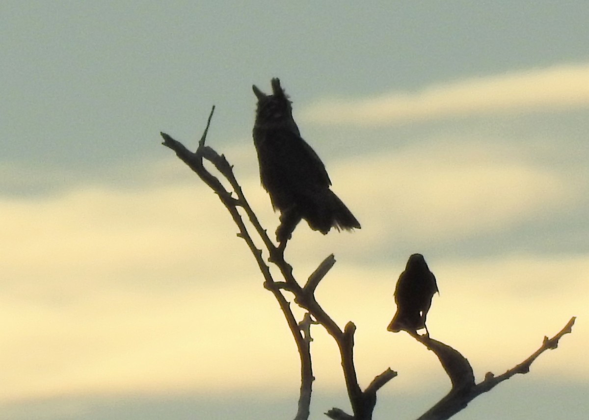 Great Horned Owl - ML467450091