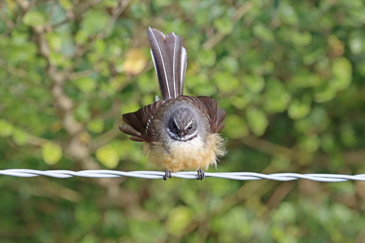 New Zealand Fantail - Peter Frost