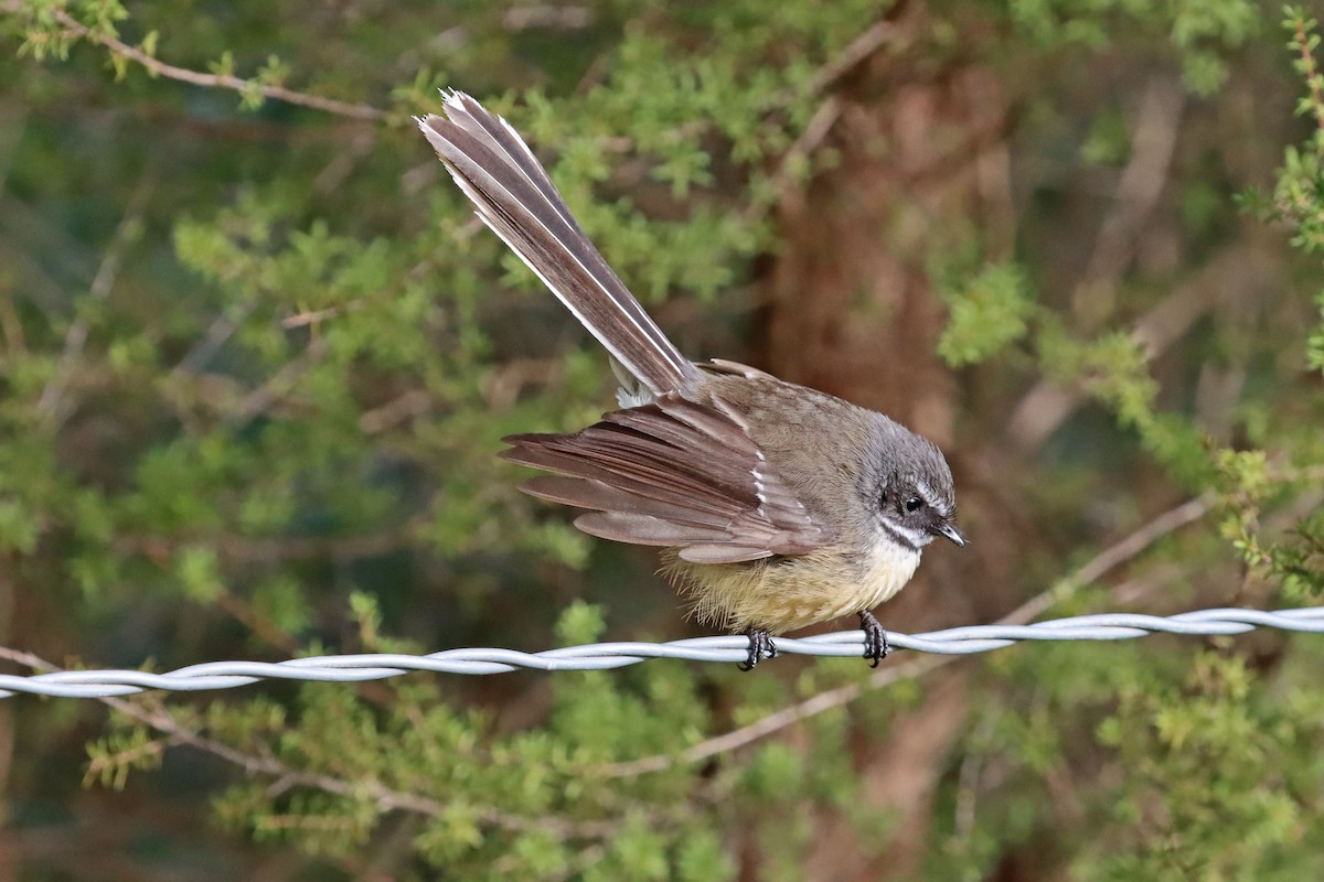 New Zealand Fantail - Peter Frost