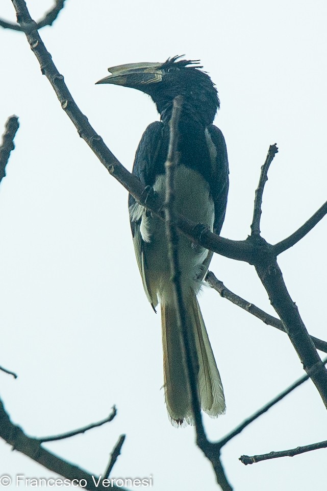 Piping Hornbill - ML467450401