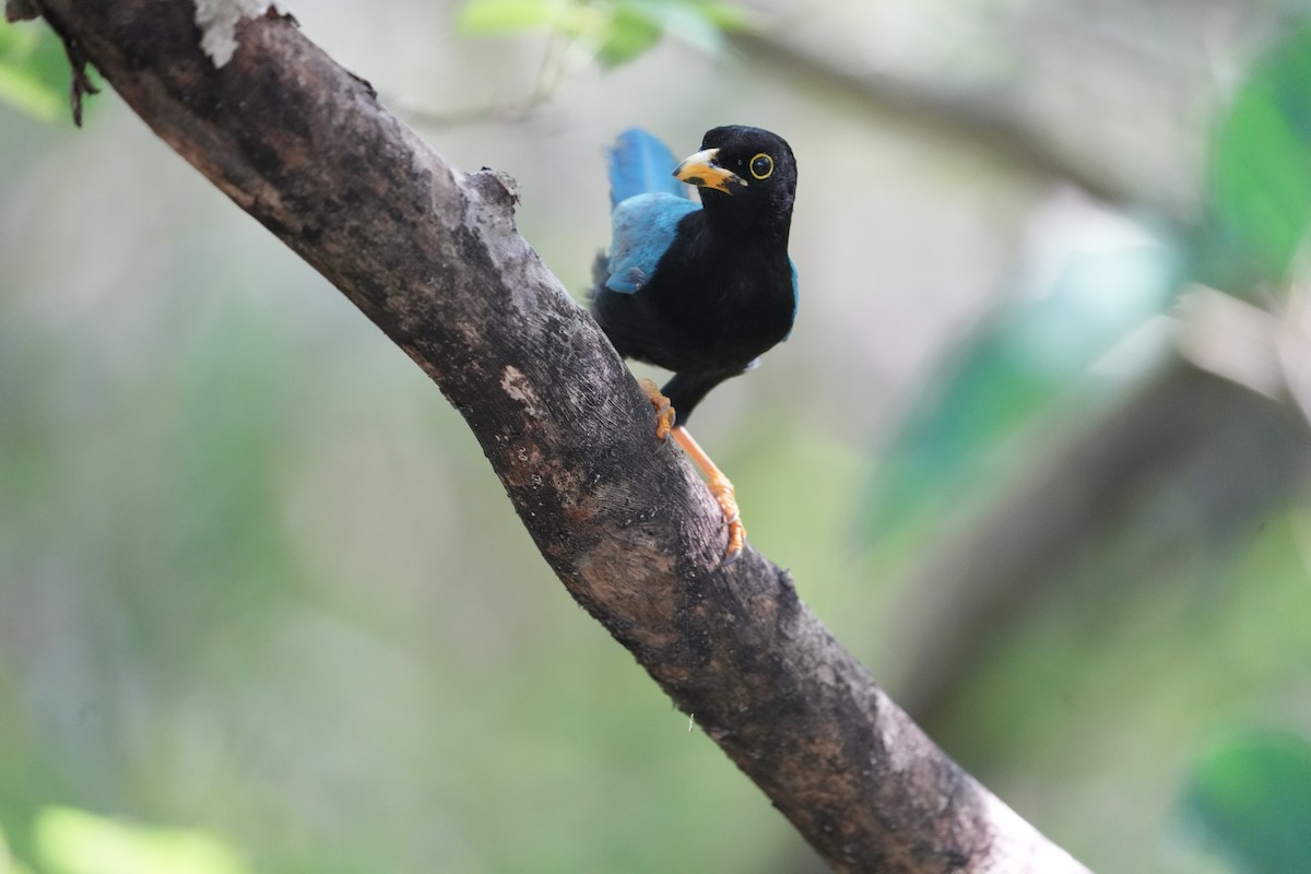 Yucatan Jay - ML467450611