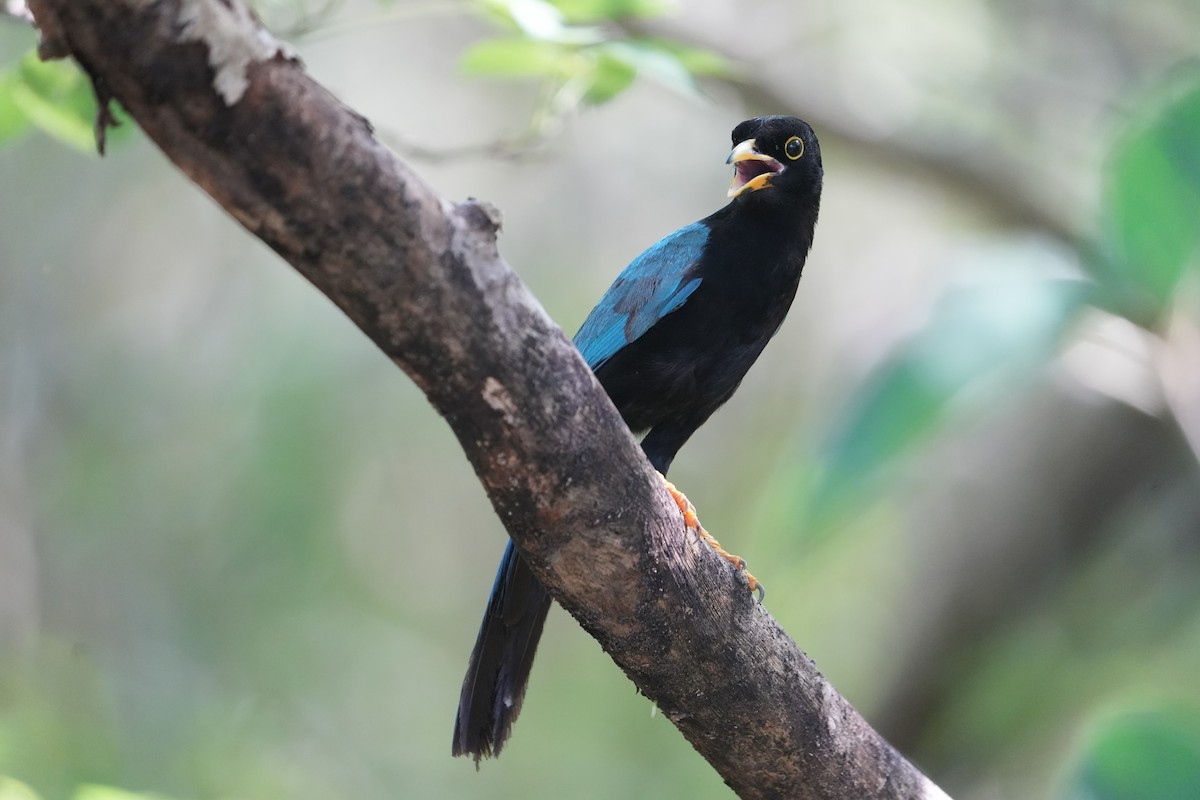 Yucatan Jay - ML467450621