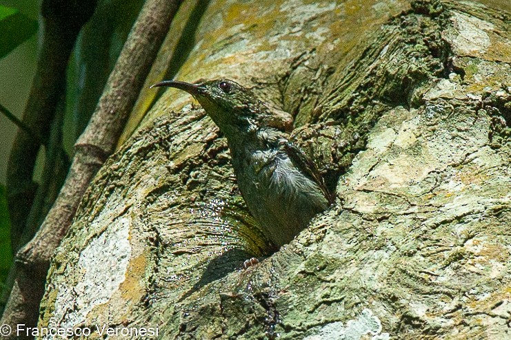 Olive Sunbird - Francesco Veronesi