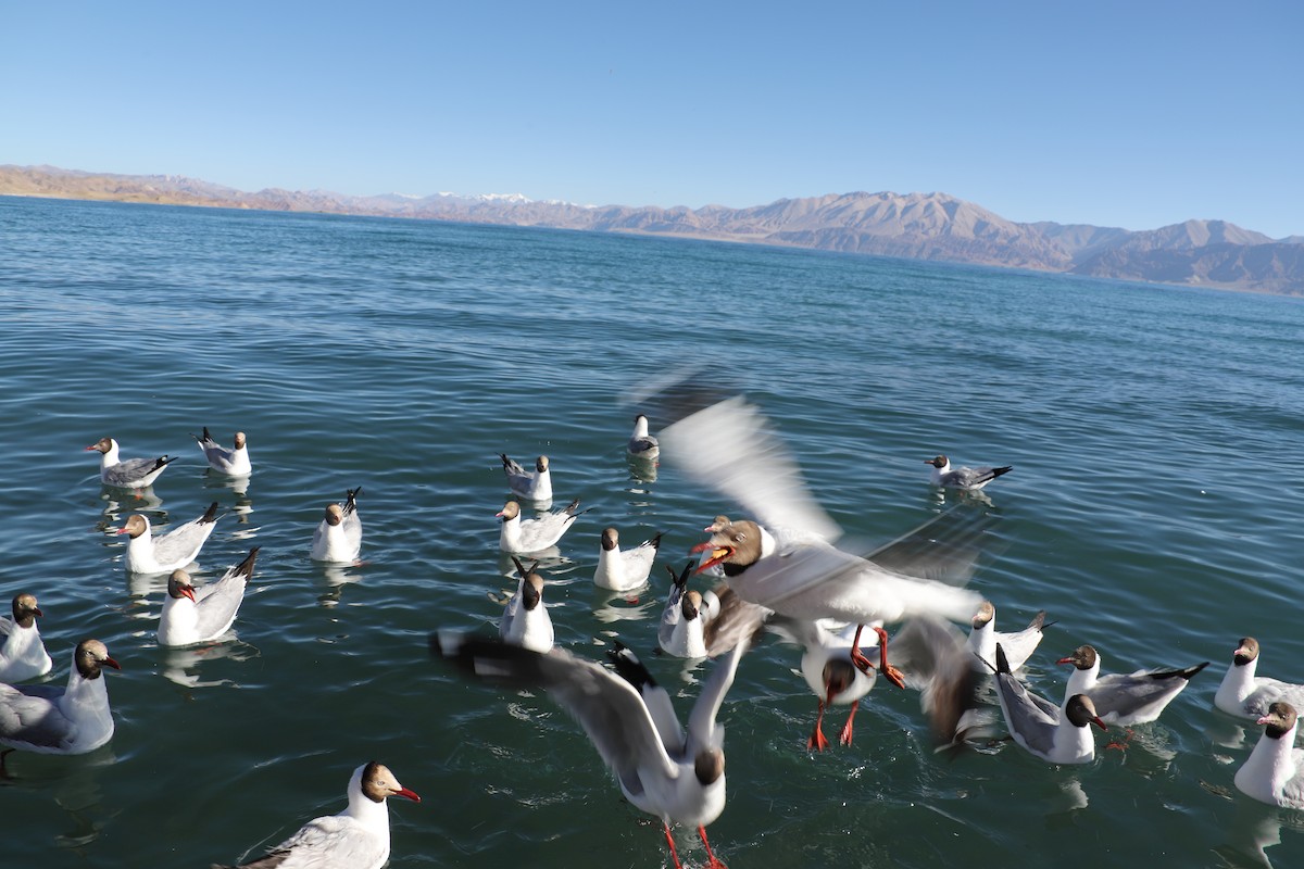 Brown-headed Gull - ML467452031