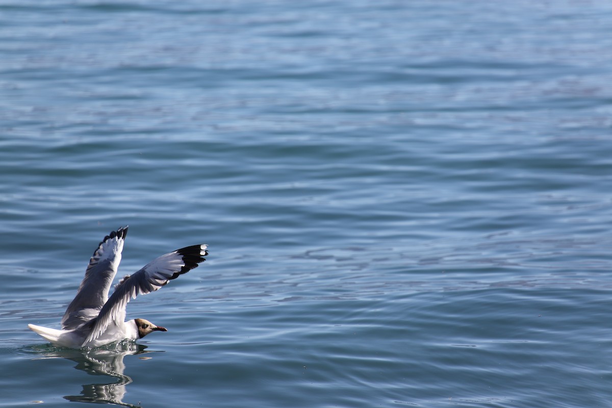 Brown-headed Gull - ML467452141