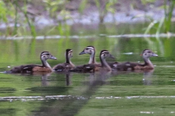 Wood Duck - ML467453171