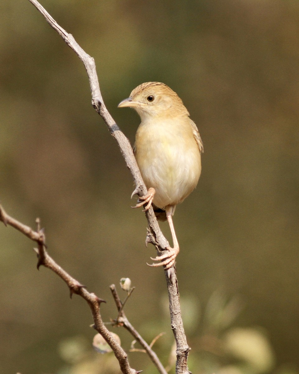 Croaking Cisticola - ML467453281