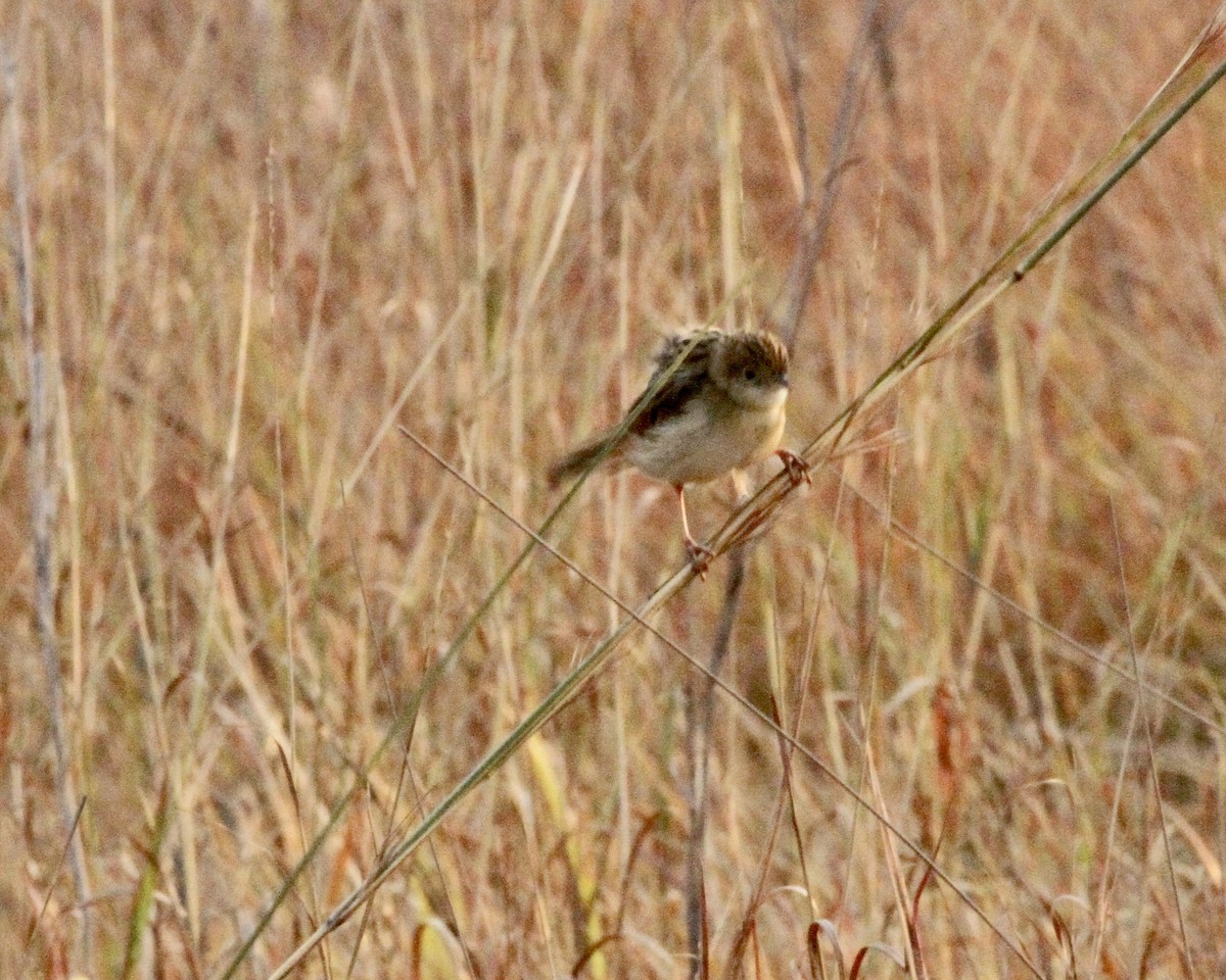 Rattling Cisticola - Sam Shaw