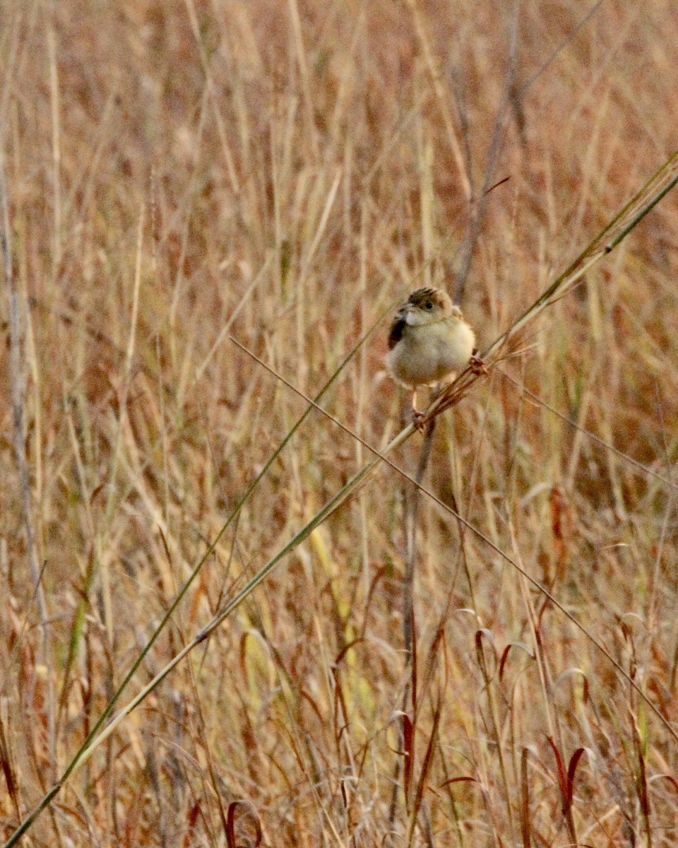 Rattling Cisticola - Sam Shaw