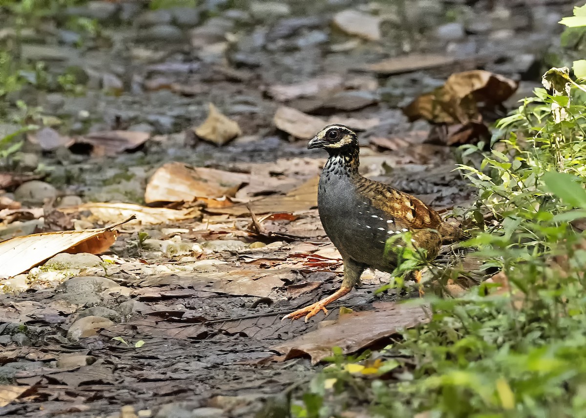 White-cheeked Partridge - Arpit Bansal