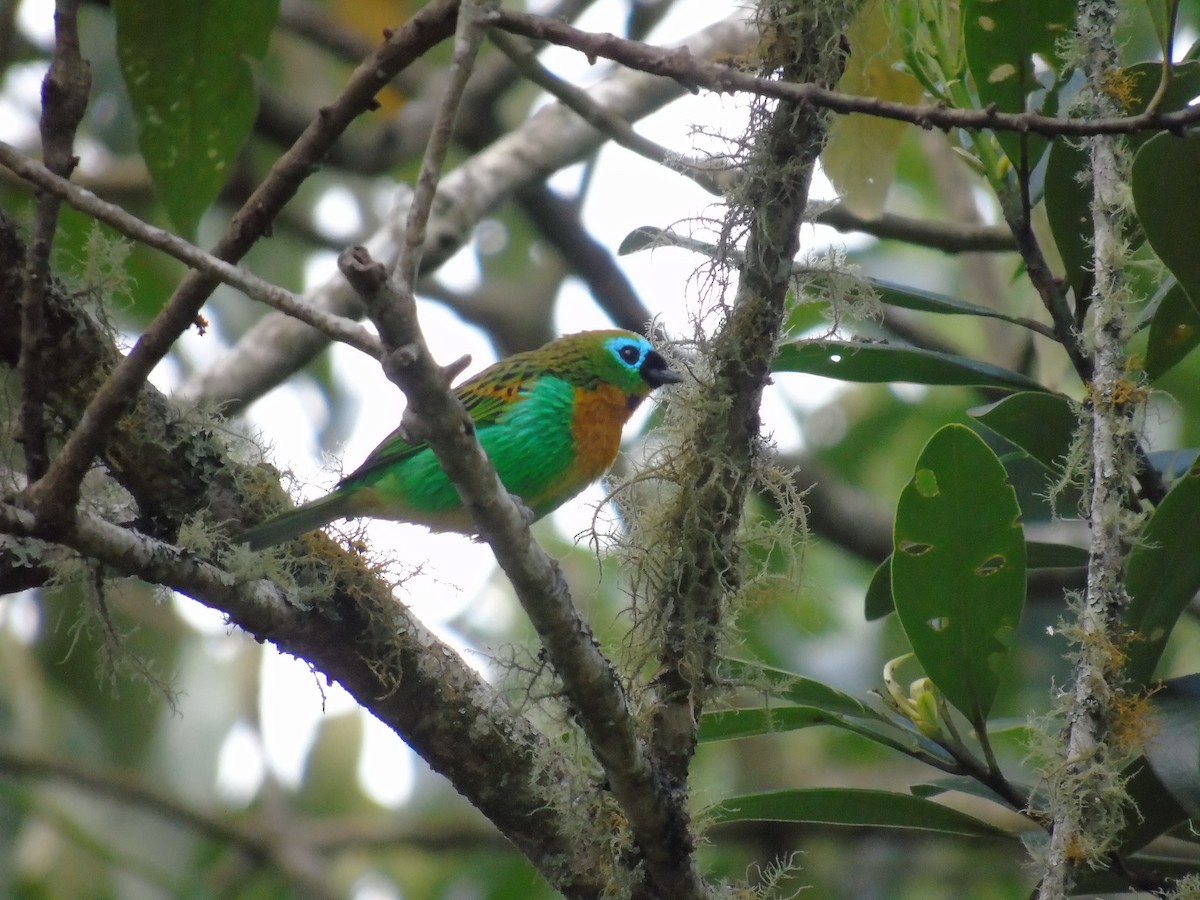 Brassy-breasted Tanager - WILLIAM MACIEL