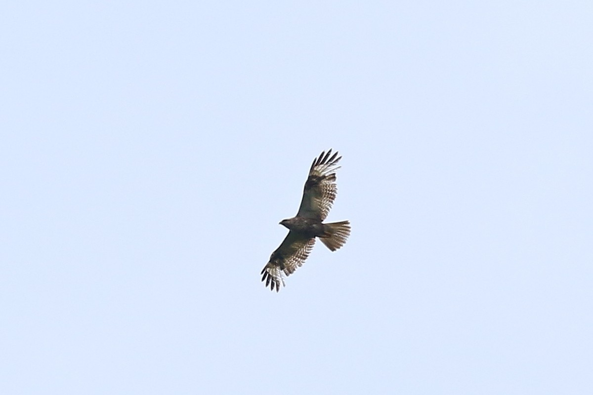 Eastern Buzzard - ML467455661