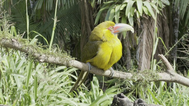 Saffron Toucanet - ML467457971