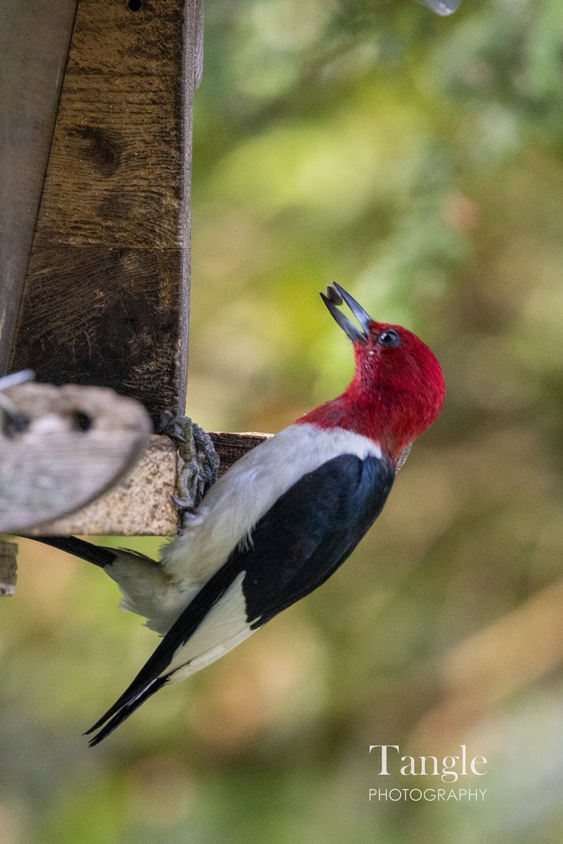 Red-headed Woodpecker - ML467458401