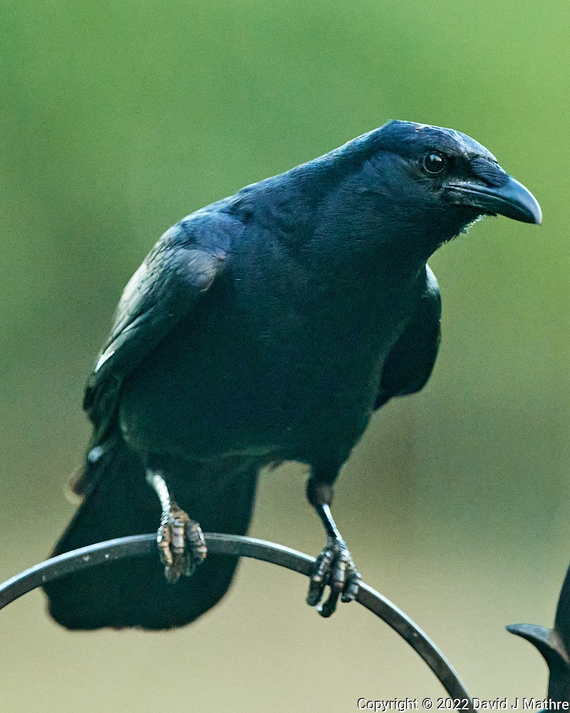 American Crow - ML467458871