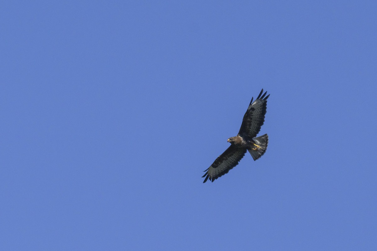 Common Buzzard - ML467459001