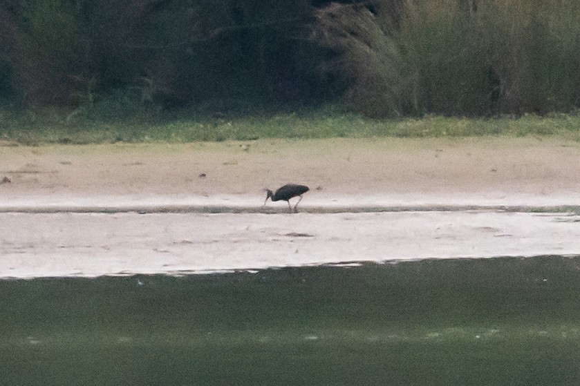 Glossy Ibis - ML467459041