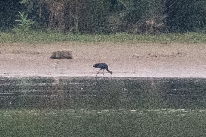 Glossy Ibis - ML467459061