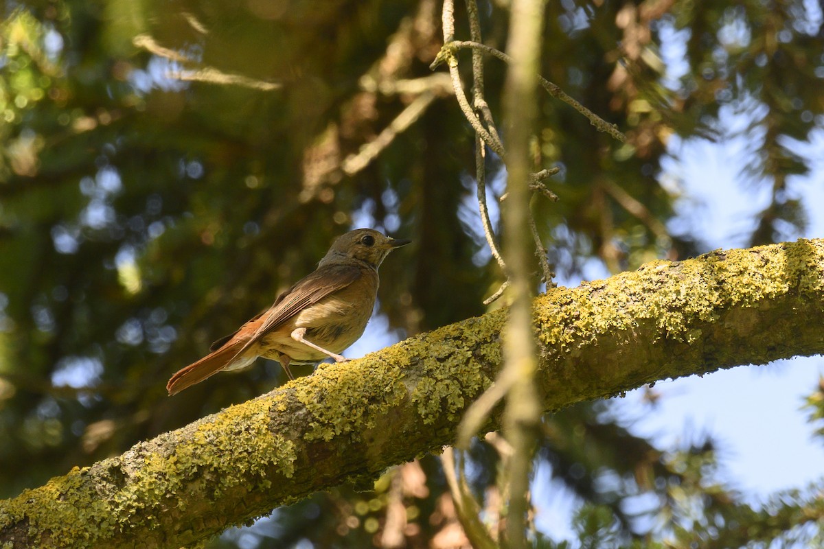 Зулбаран гургалдай - ML467459161