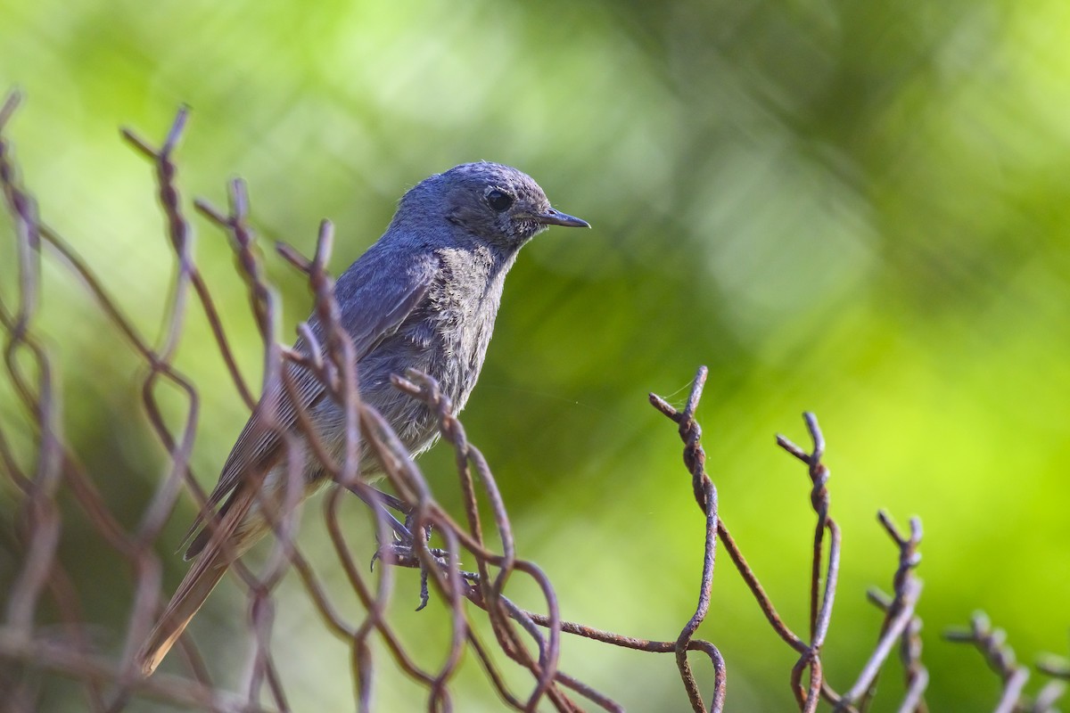 Black Redstart - ML467459251