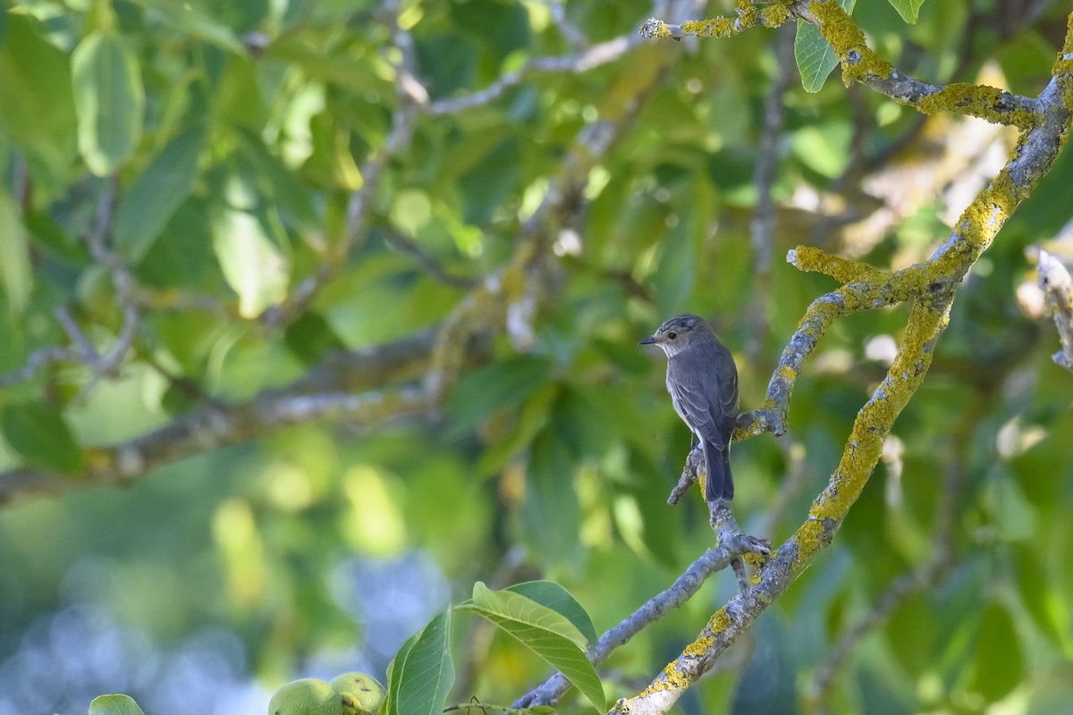 Spotted Flycatcher - ML467459261