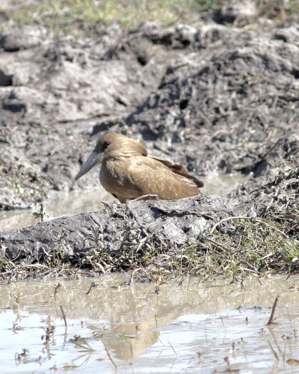 Hamerkop - ML467460041