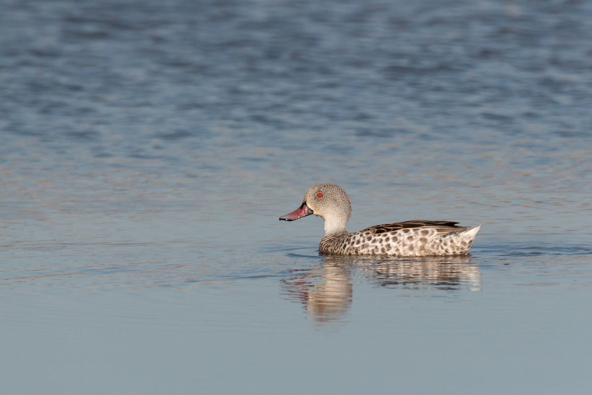 Cape Teal - Alistair Routledge