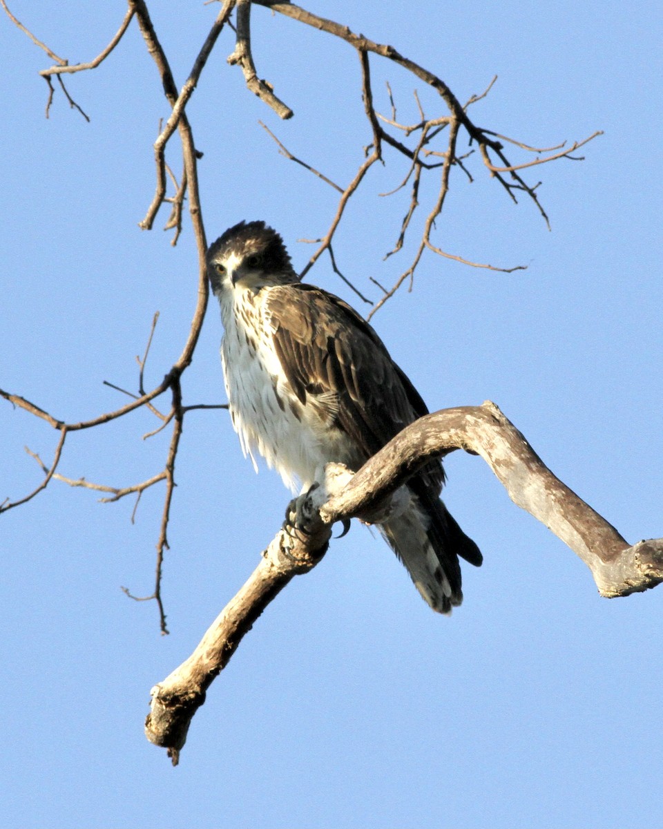 African Hawk-Eagle - ML467461701