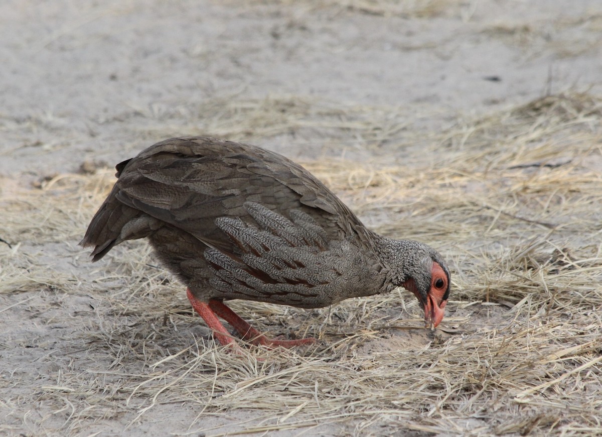 Francolin à gorge rouge - ML467461921