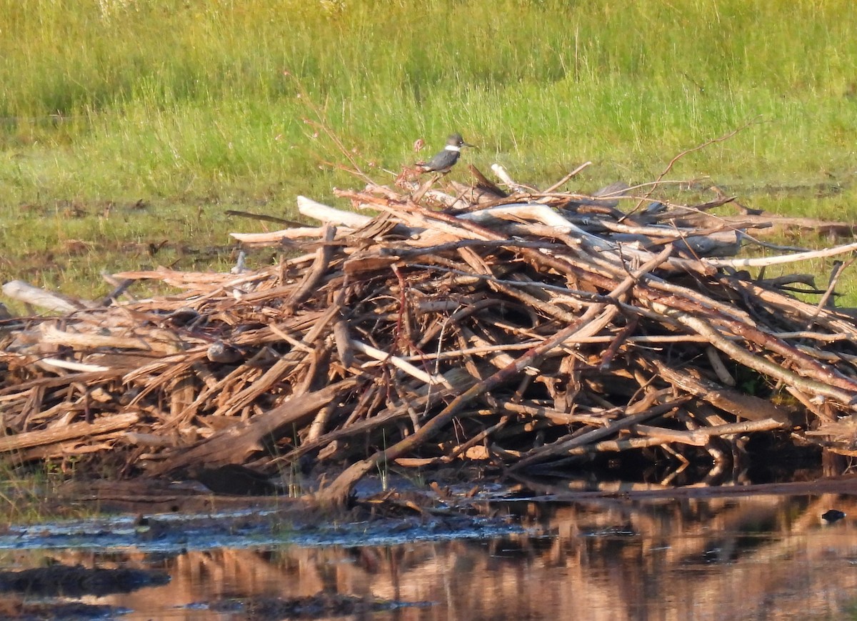 Belted Kingfisher - ML467464731