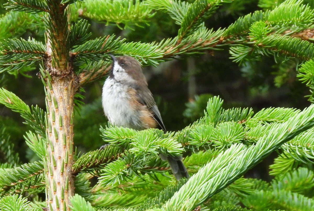 Boreal Chickadee - ML467464961