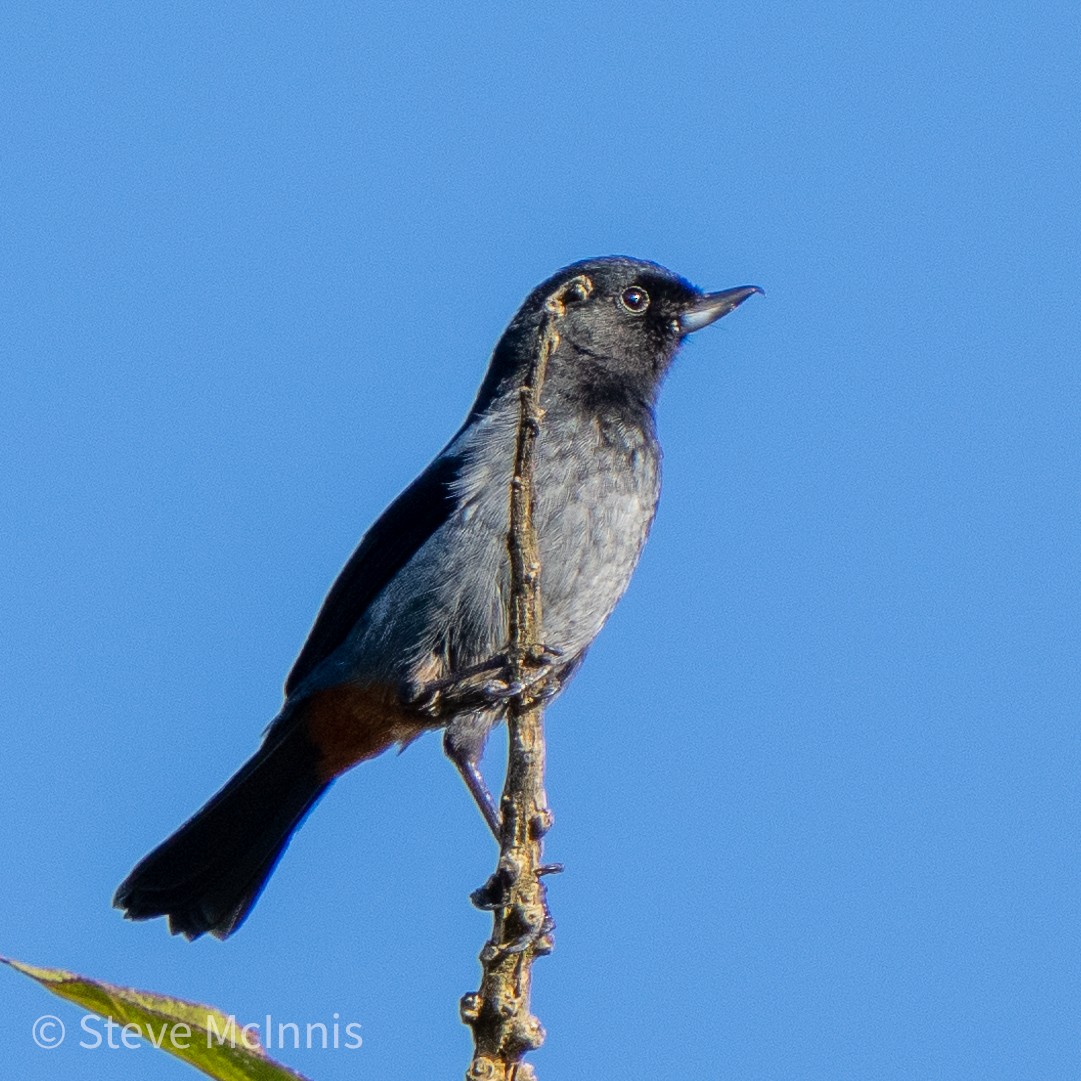 Gray-bellied Flowerpiercer - Steve McInnis