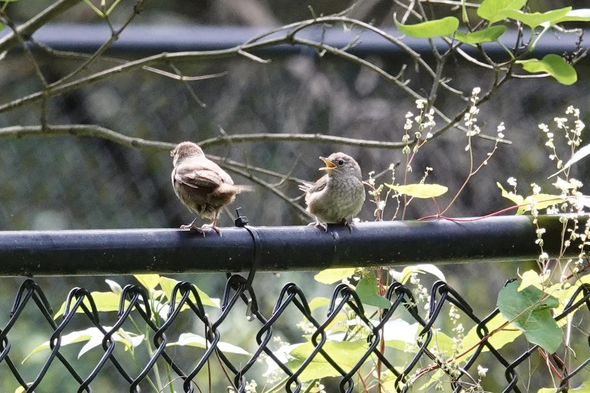 House Wren (Northern) - ML467466871