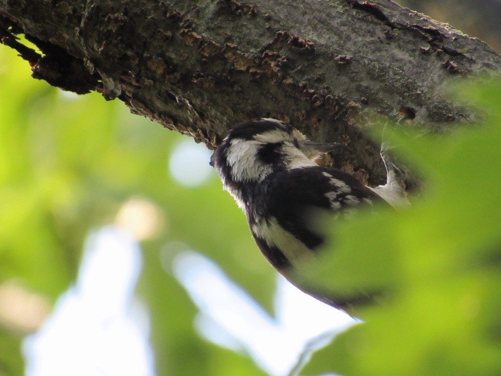 Downy Woodpecker (Eastern) - ML467467431