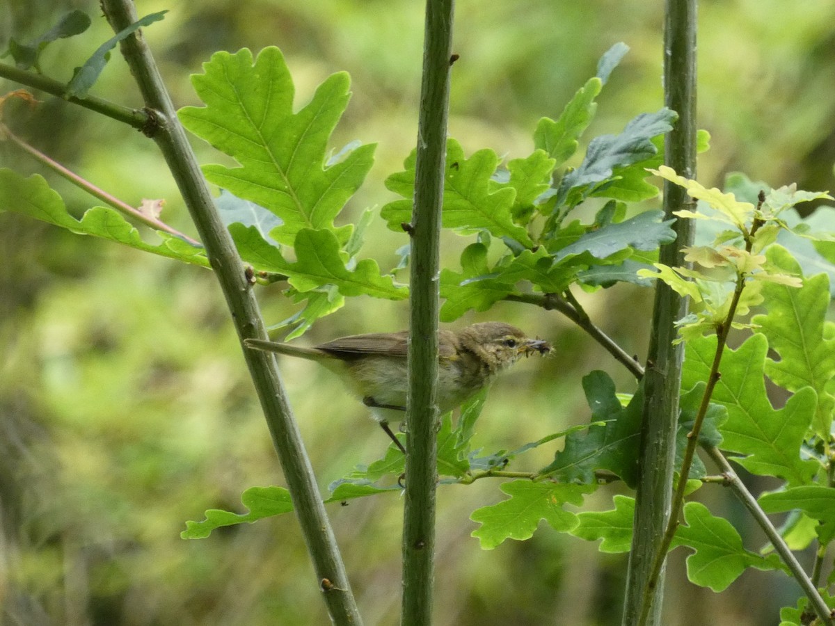 Common Chiffchaff - ML467468811