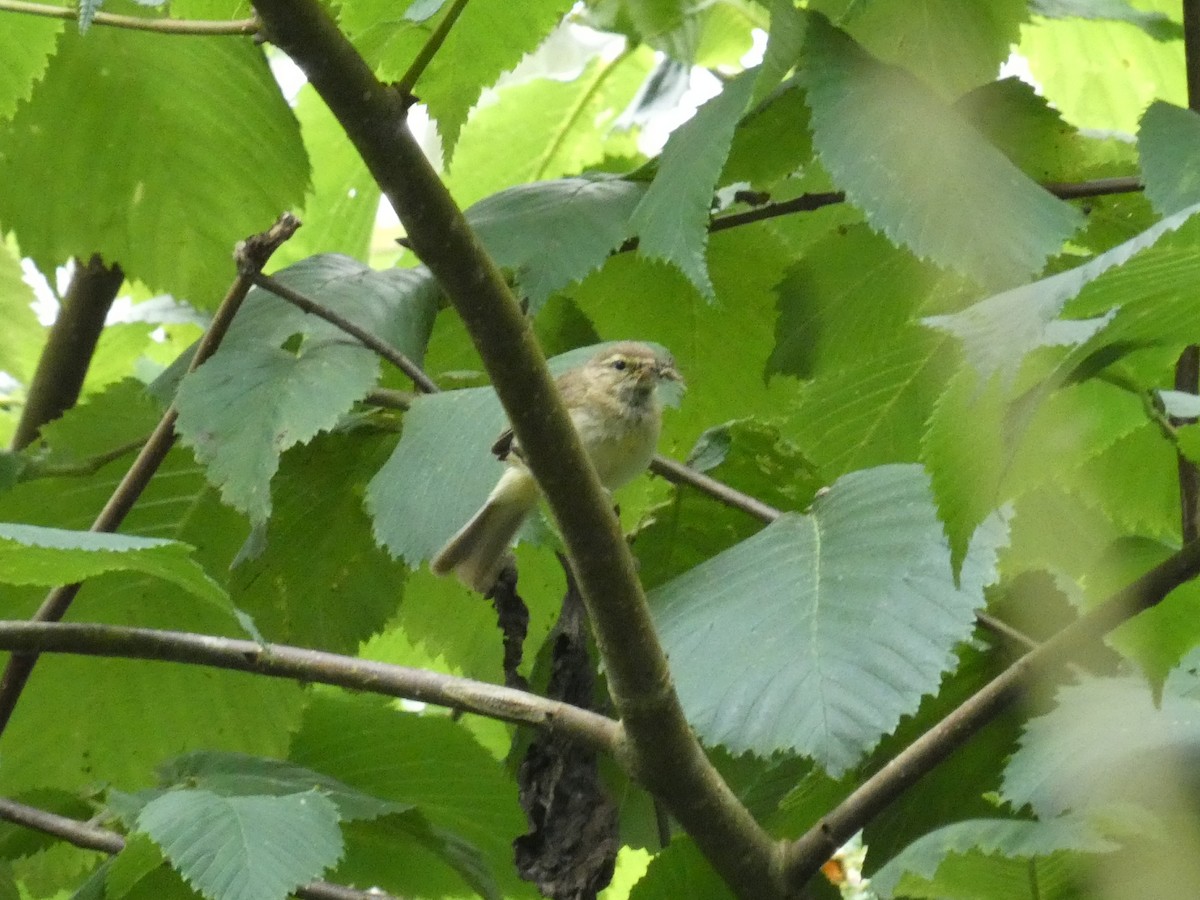 Common Chiffchaff - ML467468831