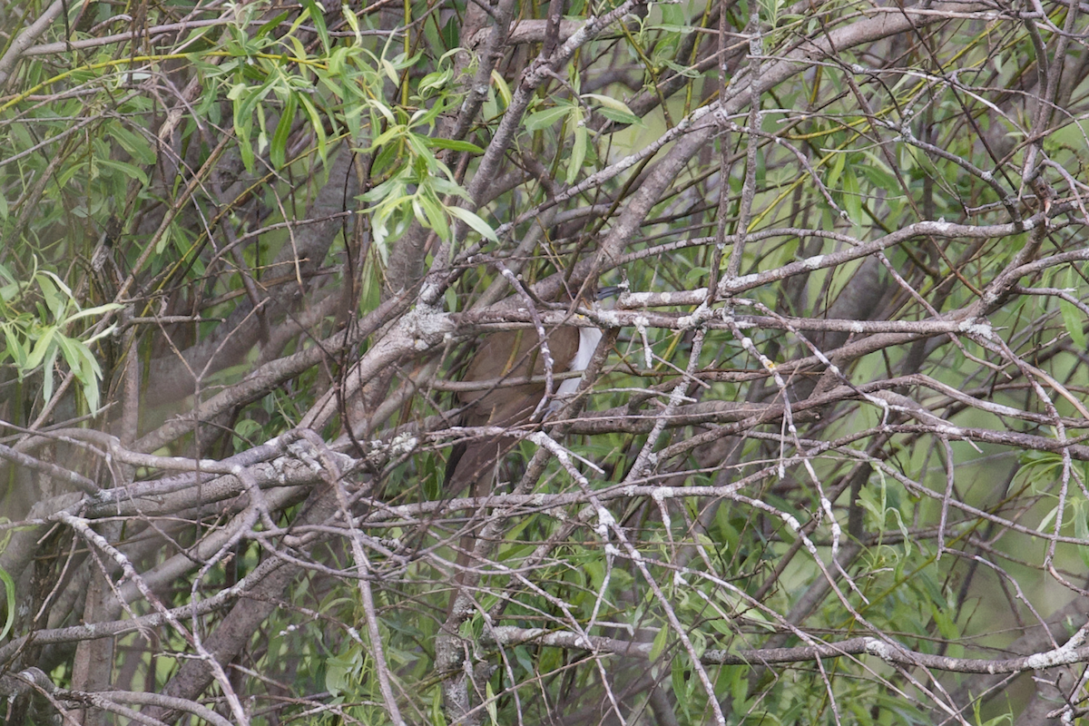 Black-billed Cuckoo - ML467469151