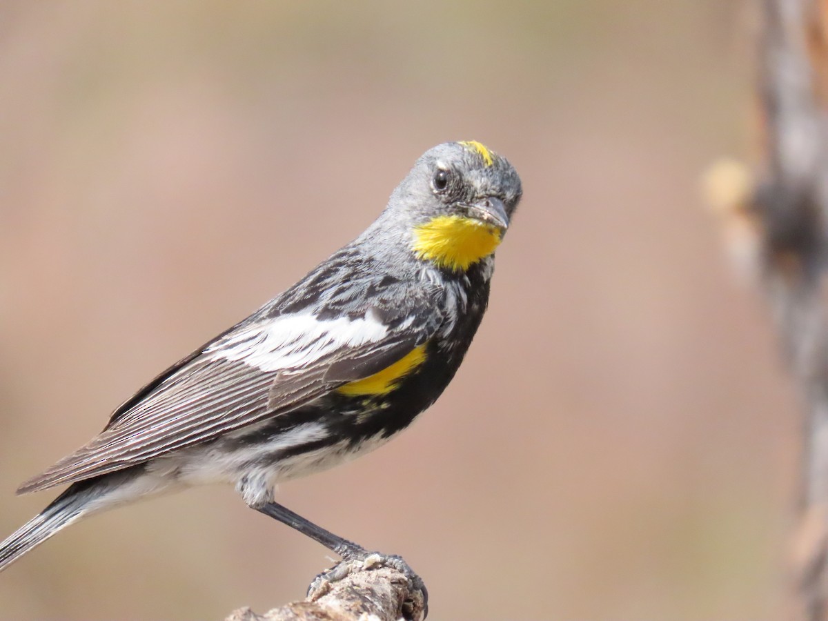 Yellow-rumped Warbler - ML467469661