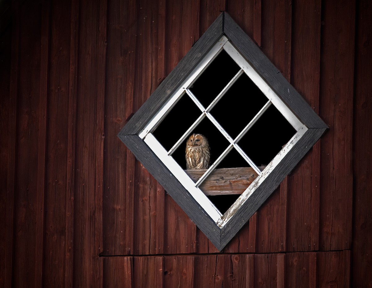 Tawny Owl - Lars Petersson | My World of Bird Photography