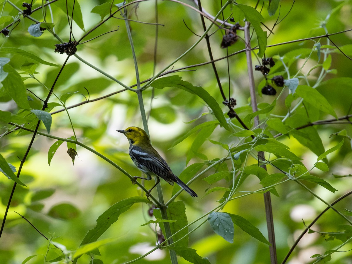 Black-throated Green Warbler - ML467469881