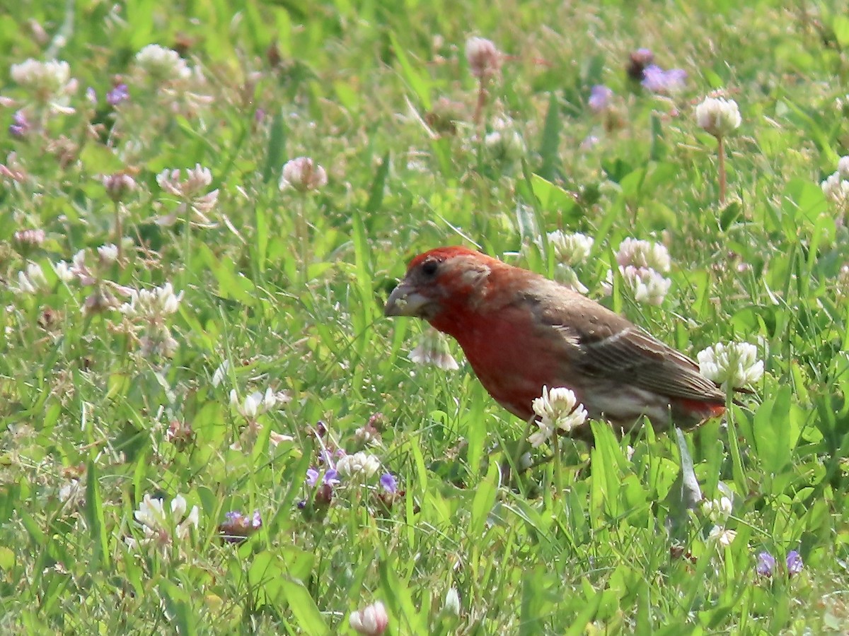 House Finch - ML467470231