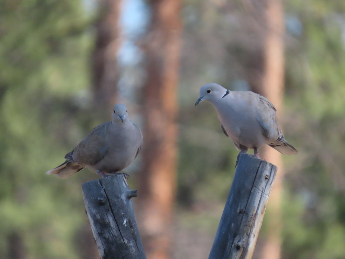 Eurasian Collared-Dove - ML467470381